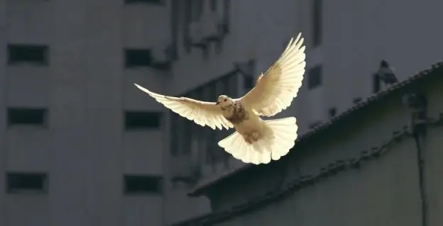 White dove of peace representing the Holy Spirit