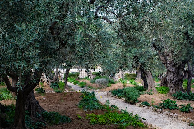 Garden of Gethsemane