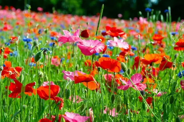 Rewilding a meadow is like coming back to traditional, even biblical values