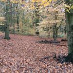 Wath woods in autumn 2025