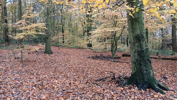 Wath woods in autumn 2025