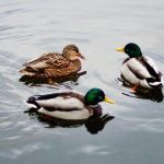 wild-life-water-birds