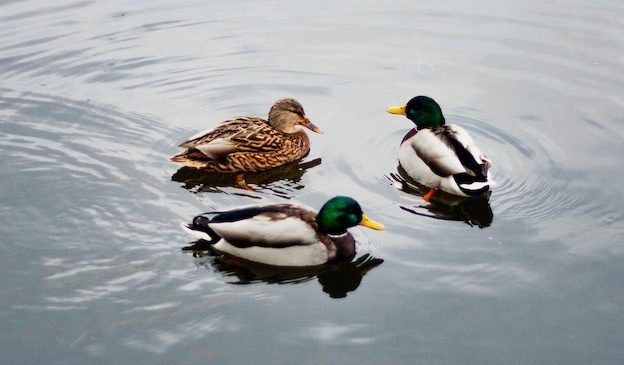 wild-life-water-birds