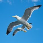 seaguls not stressing