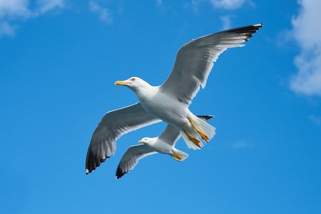 seaguls not stressing